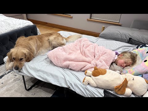 Golden Retriever Never Leaves Sleeping Girl's Side! (Cutest Ever!!)