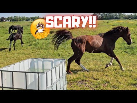 That's scary!!! Spoil the pony. Curious foals | Friesian Horses