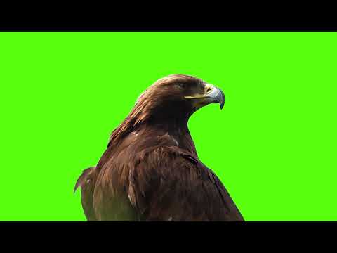 Eagle Green Screen  ( 9 april 2023 )