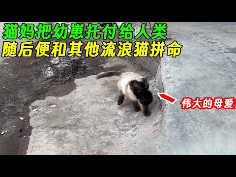 猫妈把幼崽托付给人类后，便和其他流浪猫拼命，真是伟大的母爱！