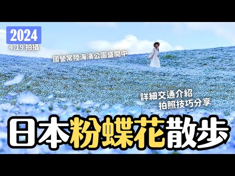 一生必看一次🩵 日本茨城粉蝶花盛開！茨城縣國營常陸海濱公園 上野出發2.5小時抵達｜4月底5月初東京近郊旅行 4K VLOG