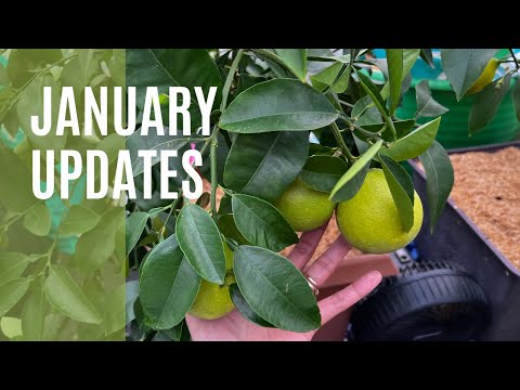 January Citrus Updates | WA Zone 8b | Garden Vlog #6