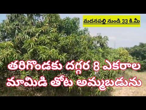 8 Acres of mango garden for sale #agriculturelandforsale #landforsale #mangogardenforsale