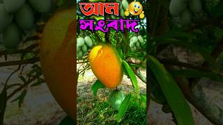 The most Technique Propagate Mango Tree #shorts #naturefarm #gardening #viral #mangotrees #farming