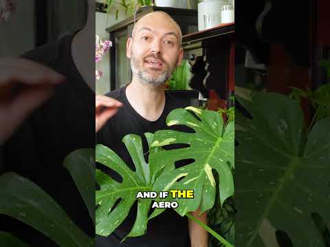 The best way to grow your Monstera