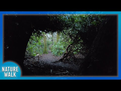 Travelling through a beautiful jungle tunnel (Nature Visualizer)