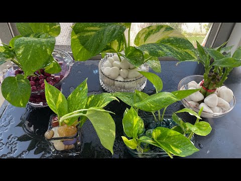 Indoor Plant You Can Grow In Water Easily At Home/ Plantsdecor/ Houseplant/ Homedecor/ Diy/ Plants