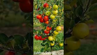 How To Graft Apple 🍎🍏 Tree. New Grafting Techniques. #gardening #apple #subscribe #subhan