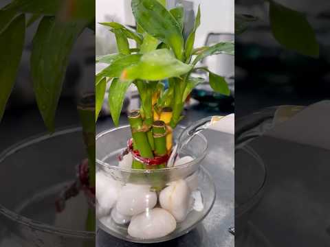 DIY Indoor Water Plant Decoration #plantsdecor #indoorplantdecor #houseplantdecor #diy #bamboo boo