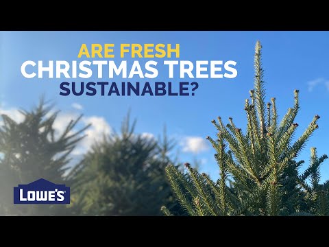 Are Real Christmas Trees Sustainable? | Lowe's