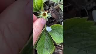 🍓🍓🍓 #growstrawberries #growfruit #gardeningforbeginners #strawberry #fruitgarden #allotment