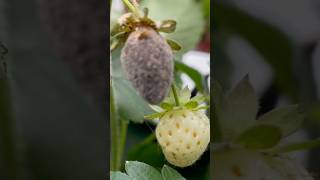 Strawberries #strawberries #strawberry #strawberryfruit #growingfruits #fruitygarden #asmr #shorts