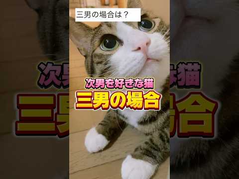 【検証】三男🆚球太どうなの？#cats #short#球太