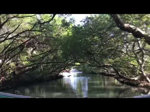 搭觀光遊艇遊台江綠色隧道40分鐘 / 台灣亞瑪遜 / 水公園散步