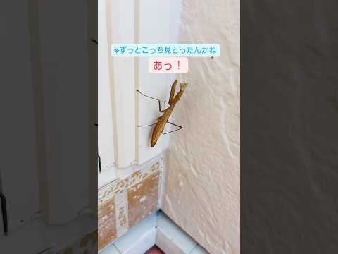 ドア閉めたら🚪茶色カマキリがいてドッキリ‼️