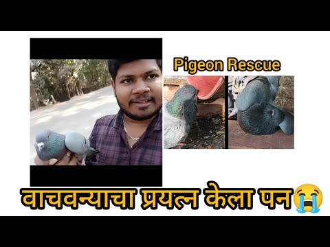 कबूतरला वाचवन्याचा प्रयत्न केला पन कहि करु शकलो नाही😭 pigeon Rescue