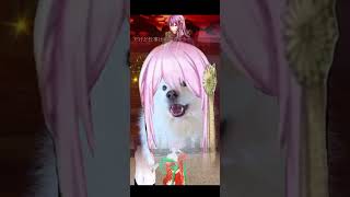 《#TAILOROFENBIZAKA 》#singingdog #cosplay #luka #megurineluka #円尾坂の仕立屋 #巡音ルカ #youtubeshorts #samoyed