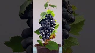 Growing grape tree from grape fruit for beginners #growingfruit #fruits #grape #shorts #short