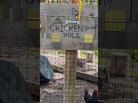 Duckweed and Chicken Hole. #monsteraplant #duckweed #chickens #organic #homestead