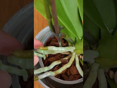 The trick to get your orchid to re bloom