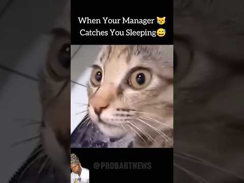 Have you been caught Sleeping at work before ? #shorts #shortsreels #funnyanimals #catlover