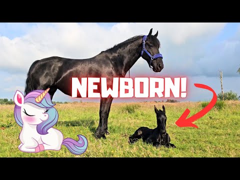 Newborn foal!!!😍 A big surprise in the pasture!! | Friesian Horses