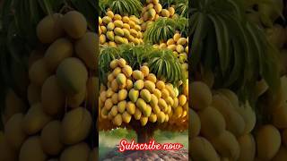 amazing mango tree 🥭🎄||mango chaina🥭😛|| #manga #mangotrees #fruitfarm #fruit #shorts #viralvideo #yt