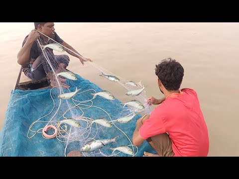 River big hilsa fish catching video in Bangladesh