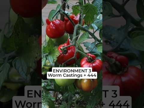 🍅 ProMix vs. Compost vs. Fertilizer: Here's how BIG of an impact they made on my Tomato Harvest!