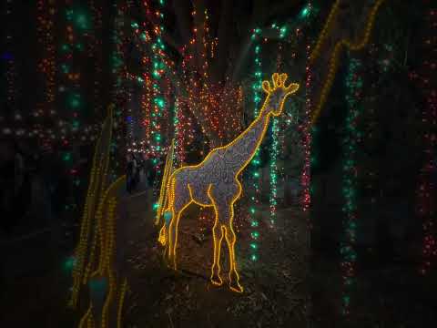 Everything’s Bigger in Texas: “Magic of Houston Zoo’s Million Christmas Lights” (Part 3) #shorts