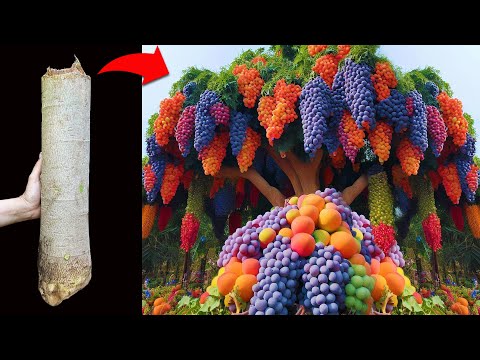 Unique technique of growing papaya with grapes grafted with Aloe Vera to has amazing fruit