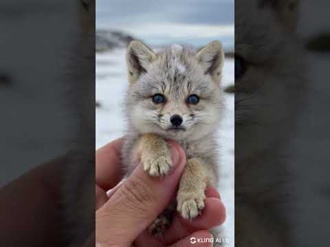 Tiny Arctic Fox in Your Hand: Adorable Mini Winter Cutie! ❄️🦊 #TinyTales  #cute #animals #tinypets