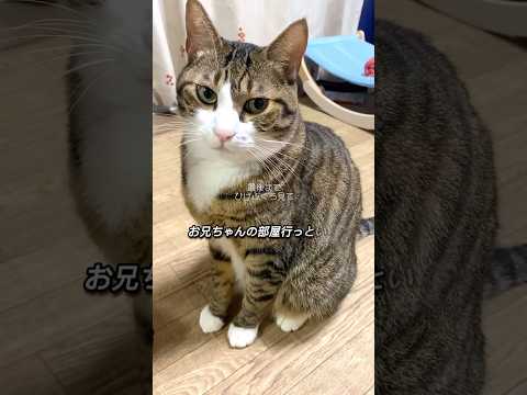 【300万再生超え】拗ねてる猫#cats #short#球太