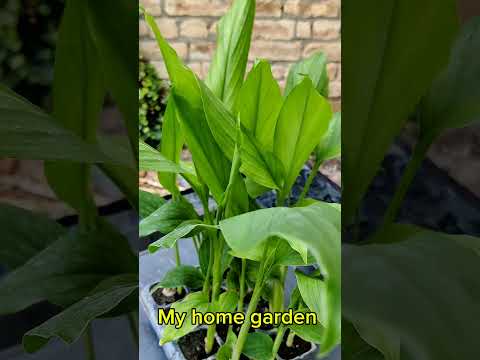 Turmeric Nursery Preparation in Tray // Turmeric propagation.