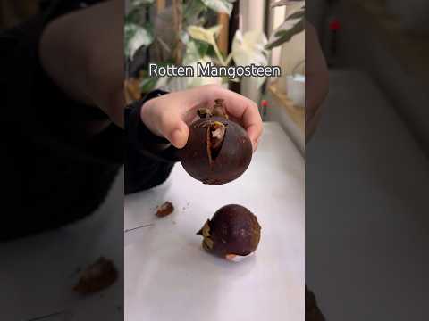 Rotten Mangosteen #shorts #fruit #tastetest #food #sweet #mangosteen #rotten #fail #experiment