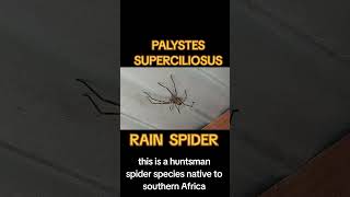 PALYSTES SUPERCILIOSUS ☆ RAIN SPIDER ☆ SPIDER RESEARCH AND CONSERVATION ☆ AUTHOR THE MEERKAT MAN