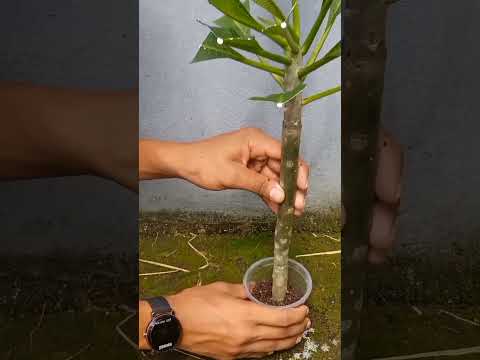 কাঠ গোলাপের ডাল থেকে নতুন চারা করার পদ্ধতি ।। How to grow and care for Frangipani.#shots #plants