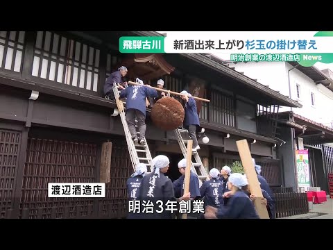 新酒の出来上がりを知らせる「杉玉」を掛け替え　岐阜県飛騨市の造り酒屋 (24/11/01 16:35)