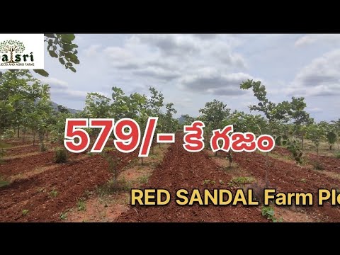 579/- per Sq Yard only/RED SANDAL FARM PLOTS/DOUBLE BENEFIT IN SINGLE INVESTMENT/CONTACT-9948679452