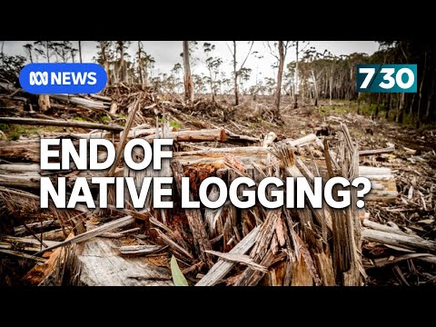 Could a carbon credit scheme help Australia's forests? | 7.30