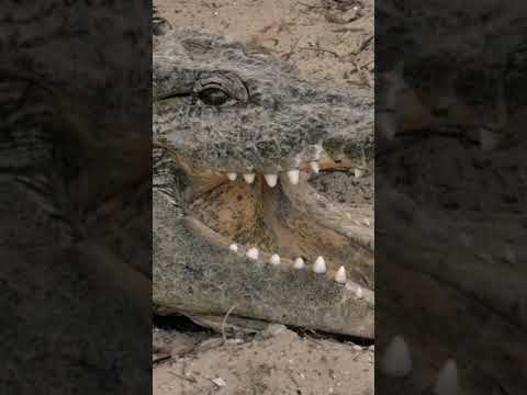 Is This Crocodile the Most Unlucky Animal on Earth? #shorts