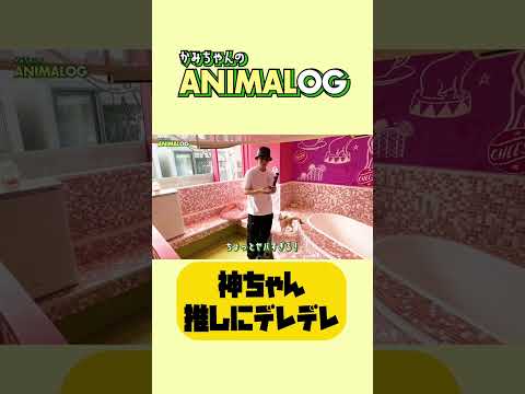 【かみちゃんのANIMALOG🐶🐈】推し動物にデレデレ💚