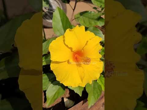 रंग बिरंगे जास्वंद के फूल || Types of Hibiscus Flowers ||  गुड़हल के फूल || Flower Garden