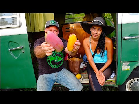 Sampling Exotic Fruit On An Avocado Farm