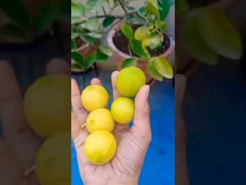 #lemontree#lemon#shorts#gardening #fruit #plants#shortsviral #shots #youtubeshorts#shortvideo#views