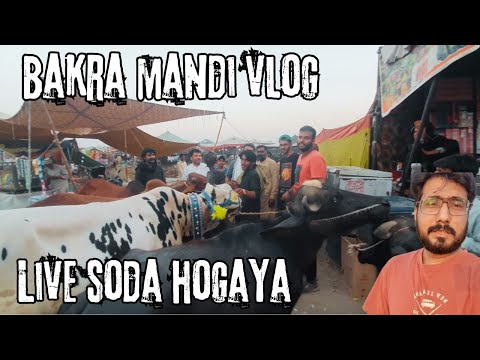 BAKRA MANDI ME LIVE SODA KERLIYA | KIA MEHNGA JANWAR LELIYA ?