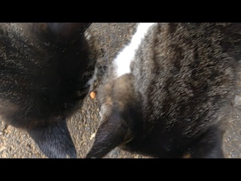 野良猫と仲良くなろ餌やり