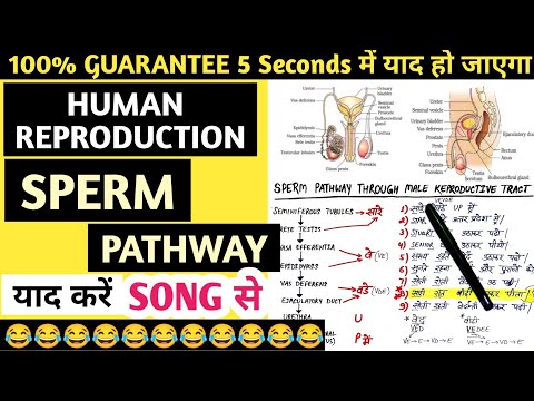 Human Reproduction Sperm Pathway trick by SONG | Trick to learn SPERM pathway by SONG in 5 Seconds