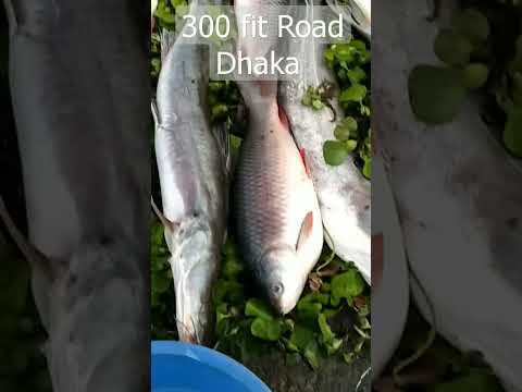 Rever Fish || Dhaka 300 Fit Road Big Fish