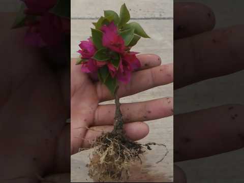 How to grow Bougainvillea plant from cuttings #bougainvillea #gardening